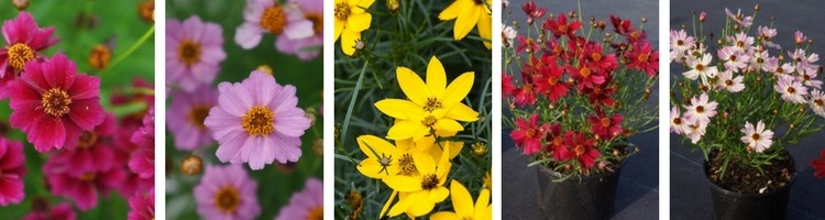 variétés de coreopsis