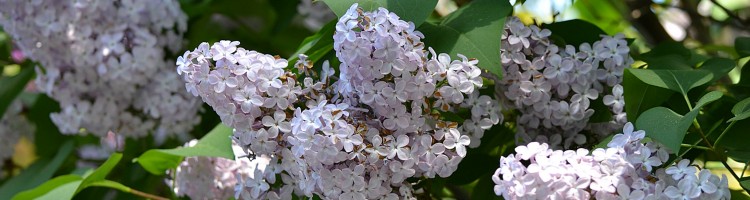 Lilas