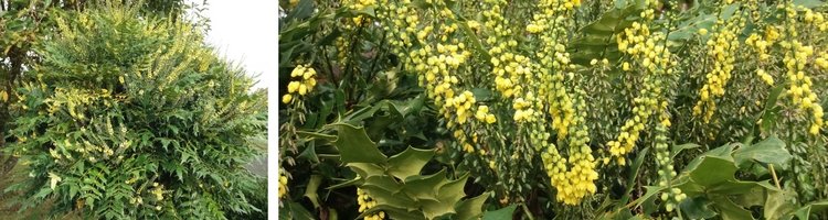 Mahonias