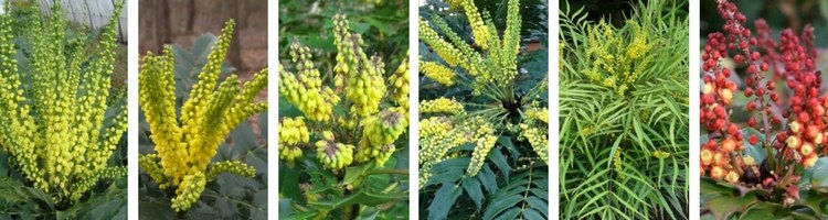 Les variétés de Mahonias