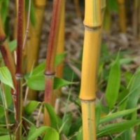 Bambou Phyllostachys Spectabilis