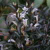 Strobilanthes brunetthy ®