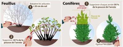 Taille des feuillus et conifères