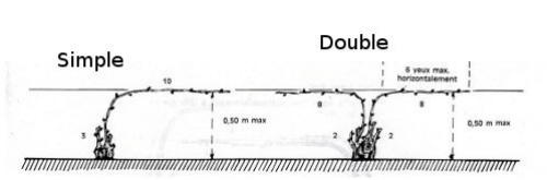 Taille de formation de la vigne