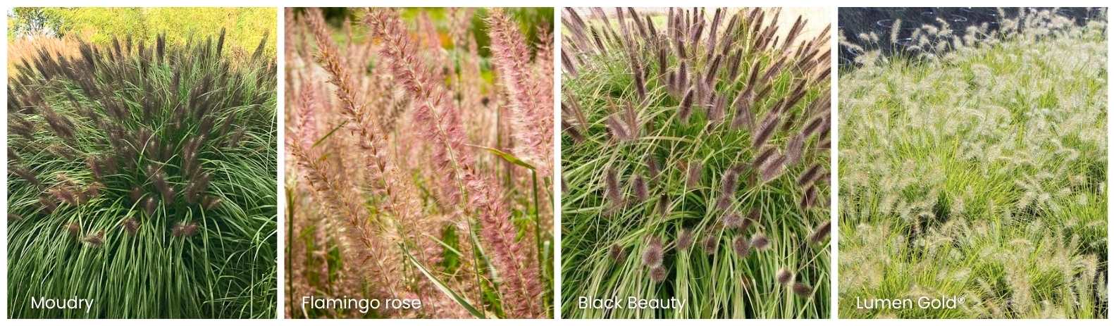 Variétés pennisetums - Pépinières Leaderplant