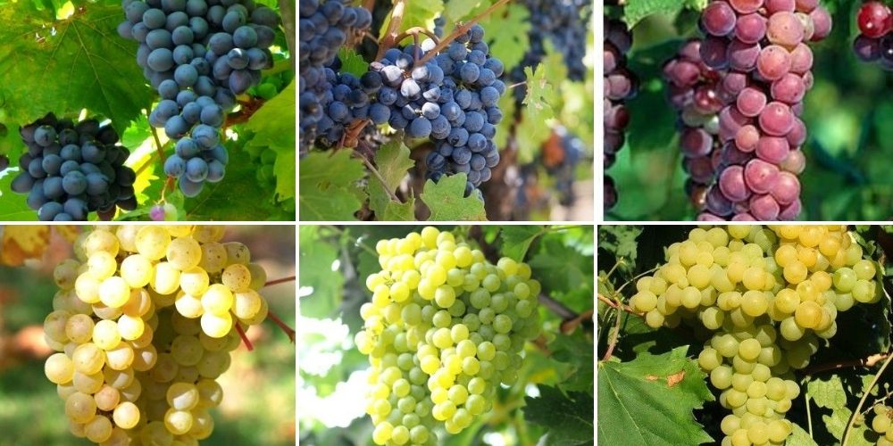 vigne fruits variétés vitis leaderplant