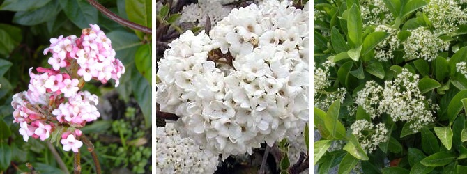 viburnum fleurs parfumées