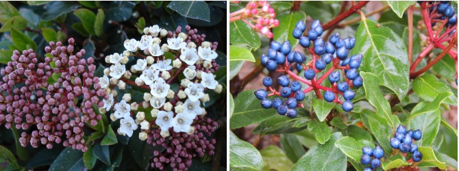 viburnum laurier tin fleurs fruits