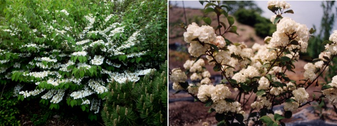 viburnum plicatum jardin zen