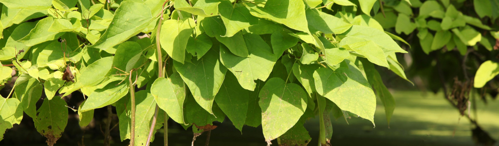 Catalpa / Leaderplant