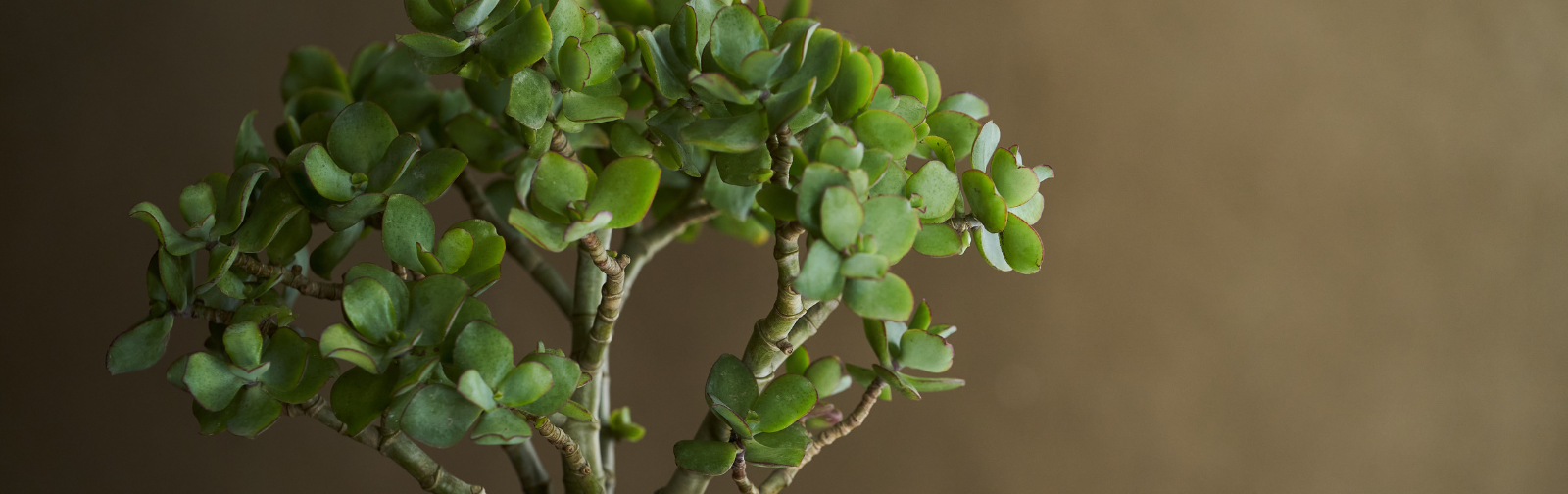 Les plantes grasses ou succulentes, pour un jardin résistant à la