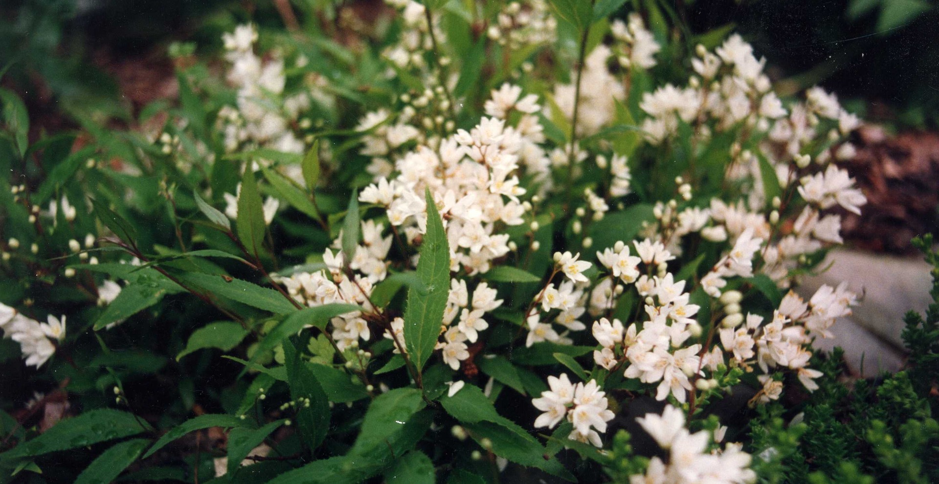 deutzia - leaderplant