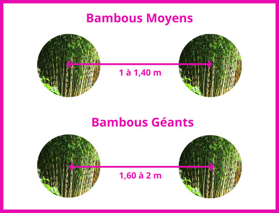 distance plantation bambou 1