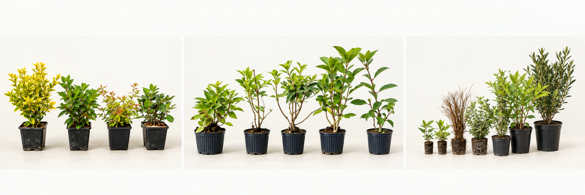 Jeunes plants cultivés à la pépinière Leaderplant