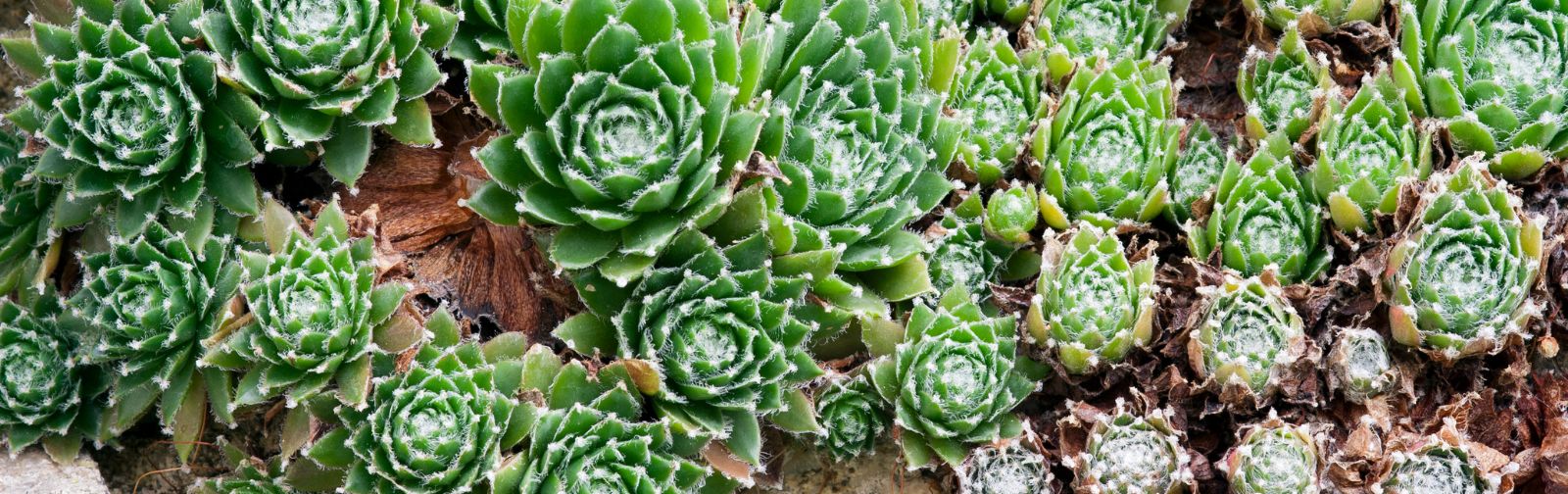 Jardinage : soigner nos plantes grasses ou «succulentes »