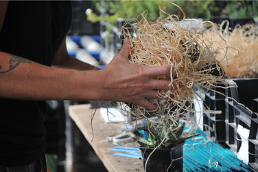 Fibre de bois utilisée pour protéger les plantes dans les colis Leaderplant