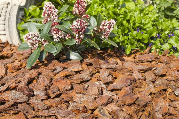 Plantes frileuses à hiverner, à rentrer à l'abri ou à pailler