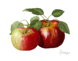 le pommier