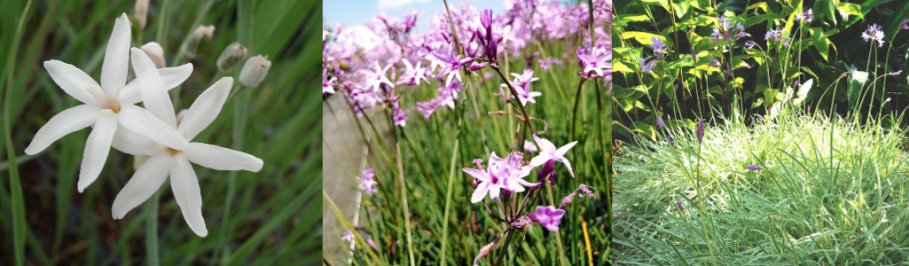 tulbaghia divers / Leaderplant