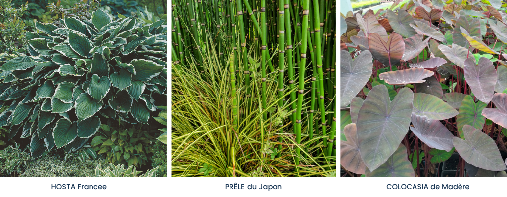 Plantes sol humide / Leaderplant